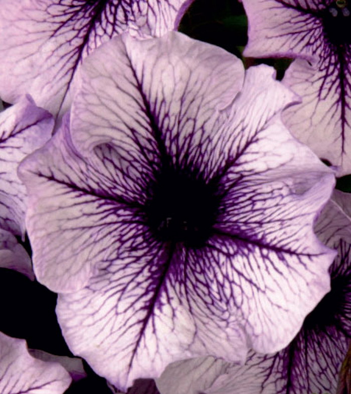 Петуния Каскадиас Греат Спарк